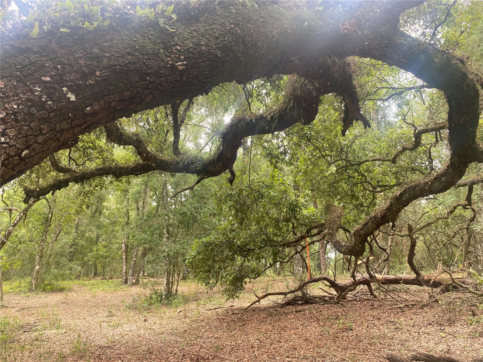 Sw 70th Ter Bushnell FL 33513 TB8475539 image16