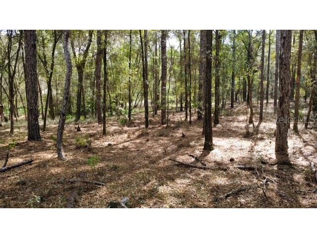 Sw 73 Loop Dunnellon FL 34432 - RAINBOW RIVER G5108693 image12