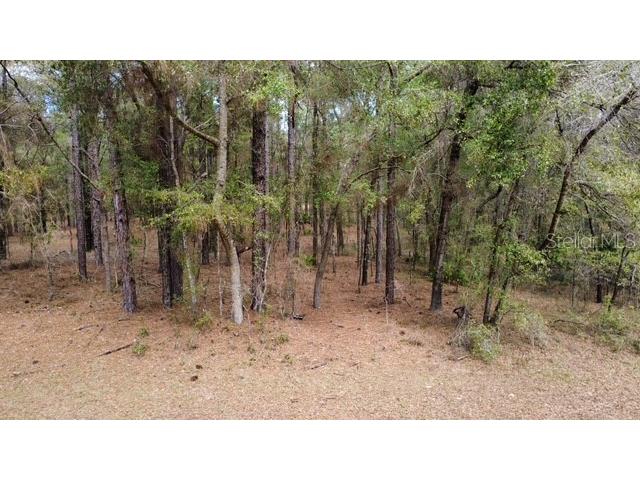 Sw 73 Loop Dunnellon FL 34432 - RAINBOW RIVER G5108693 image6