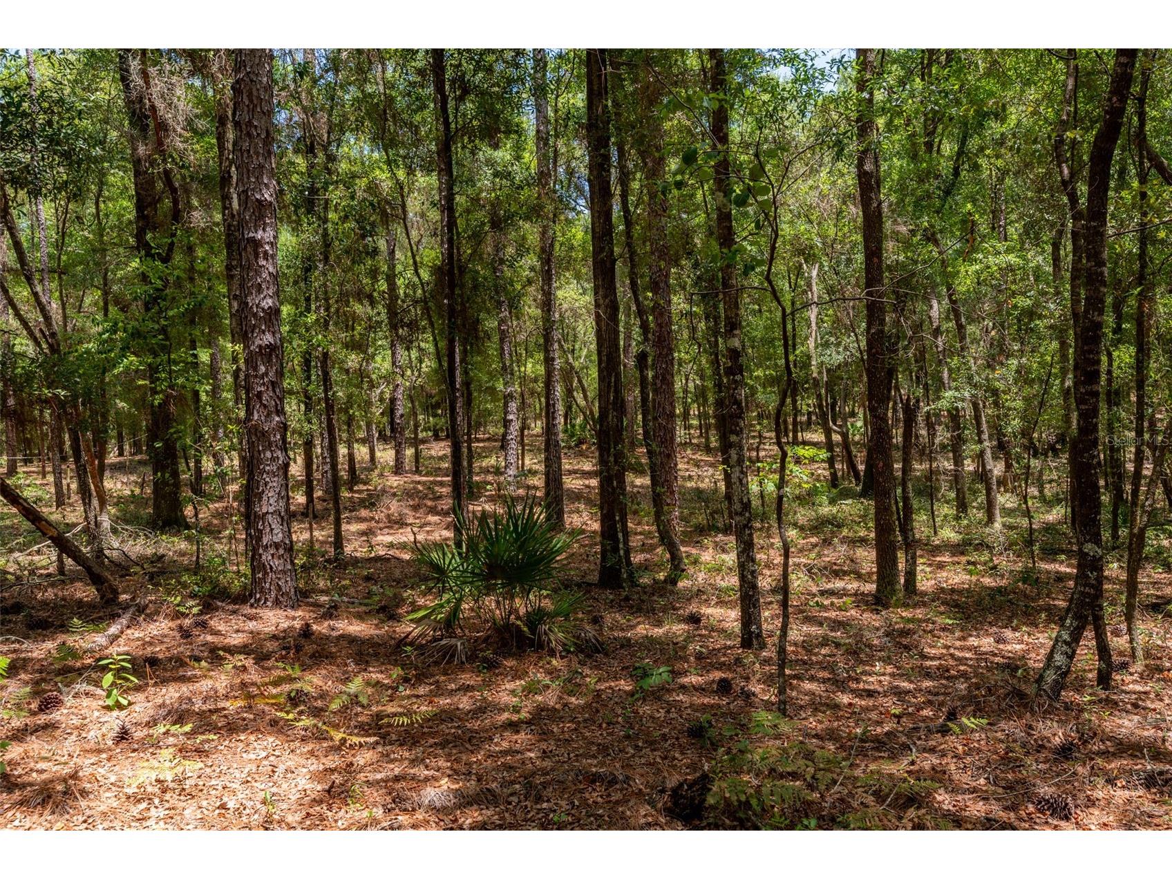 Sw 73 Loop Dunnellon FL 34432 - RAINBOW RIVER G5108693 image7