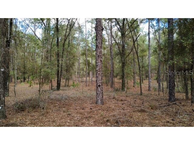 Sw 73 Loop Dunnellon FL 34432 - RAINBOW RIVER G5108693 image8