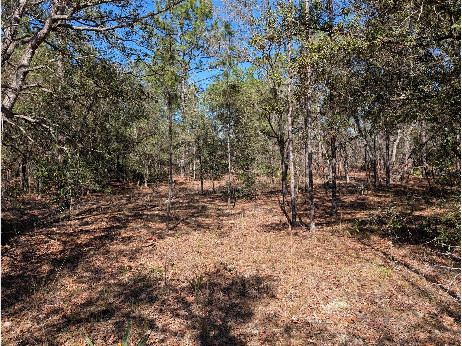 SW 81st Street Dunnellon FL 34432 OM719369 image1