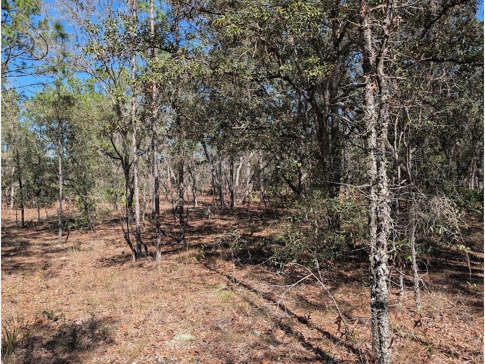 SW 81st Street Dunnellon FL 34432 OM719369 image10