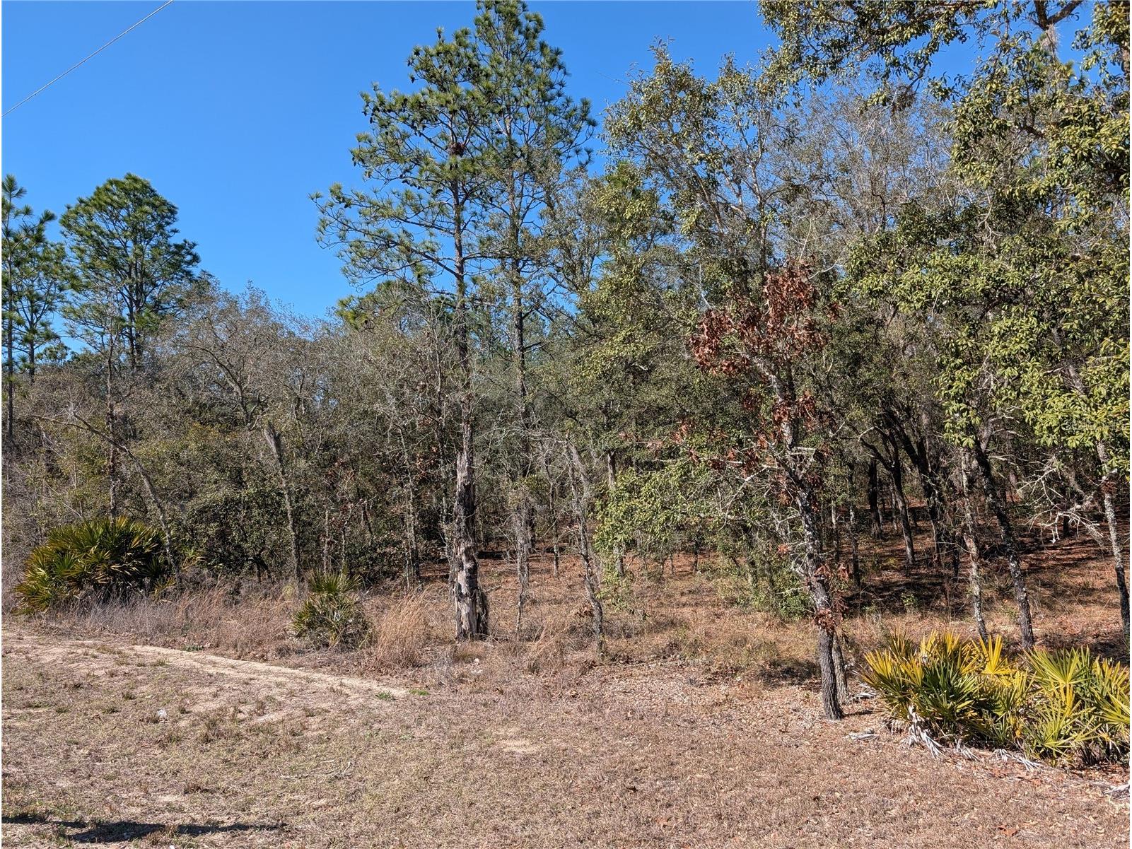 SW 81st Street Dunnellon FL 34432 OM719369 image5