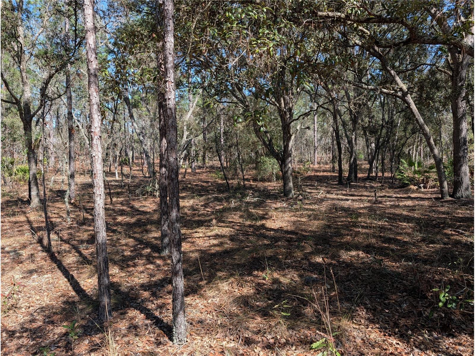 SW 81st Street Dunnellon FL 34432 OM719369 image6