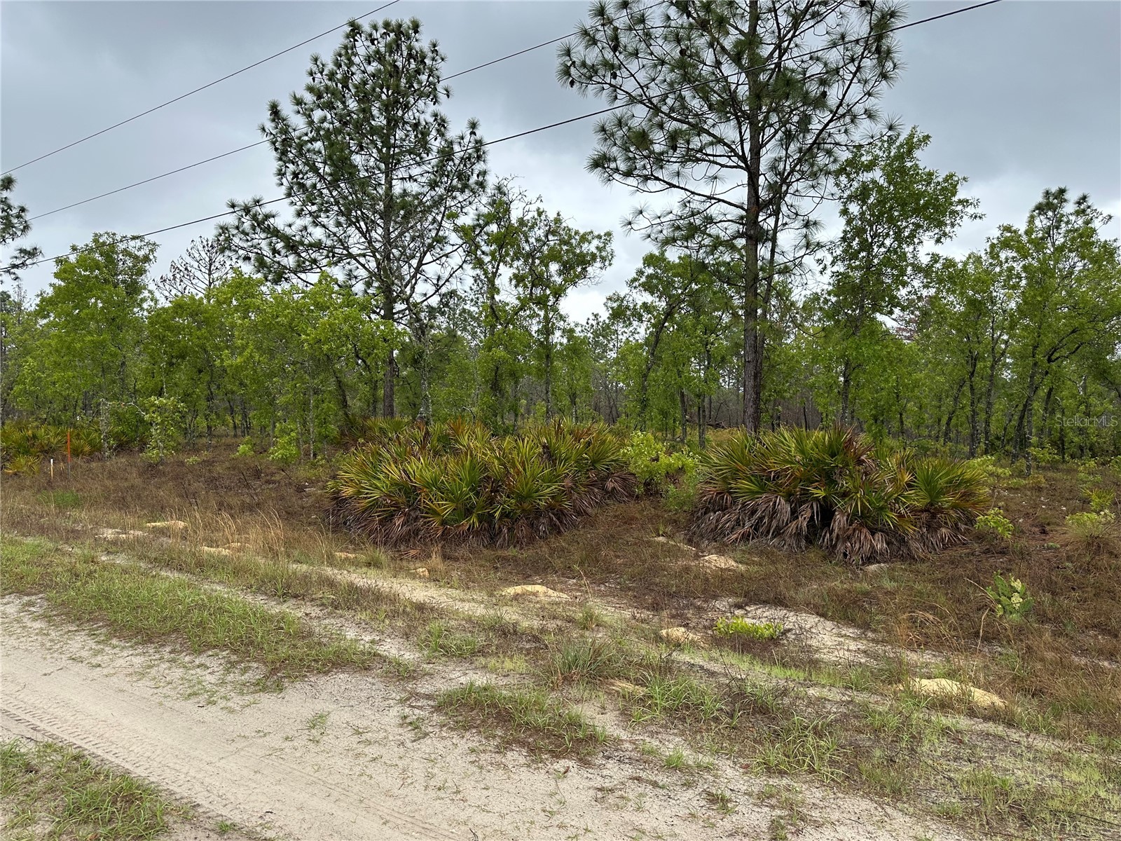 Sw 95th Pl Dunnellon FL 34432 OM722706 image1