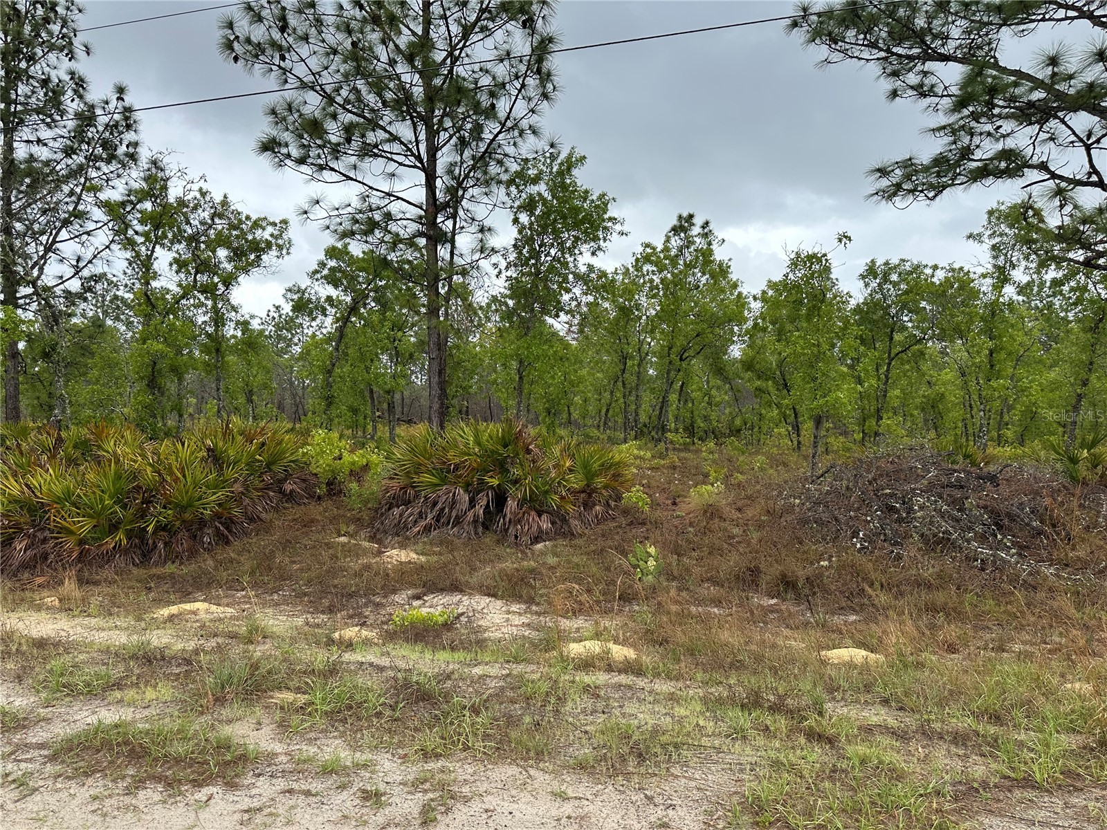 Sw 95th Pl Dunnellon FL 34432 OM722706 image2