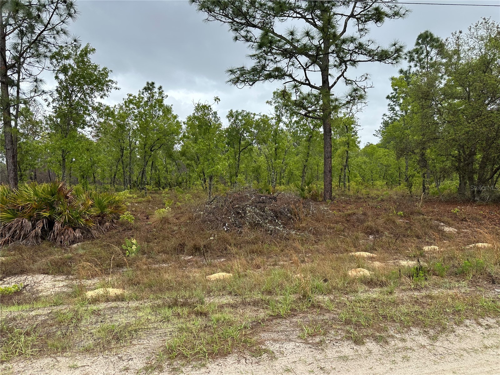 Sw 95th Pl Dunnellon FL 34432 OM722706 image3