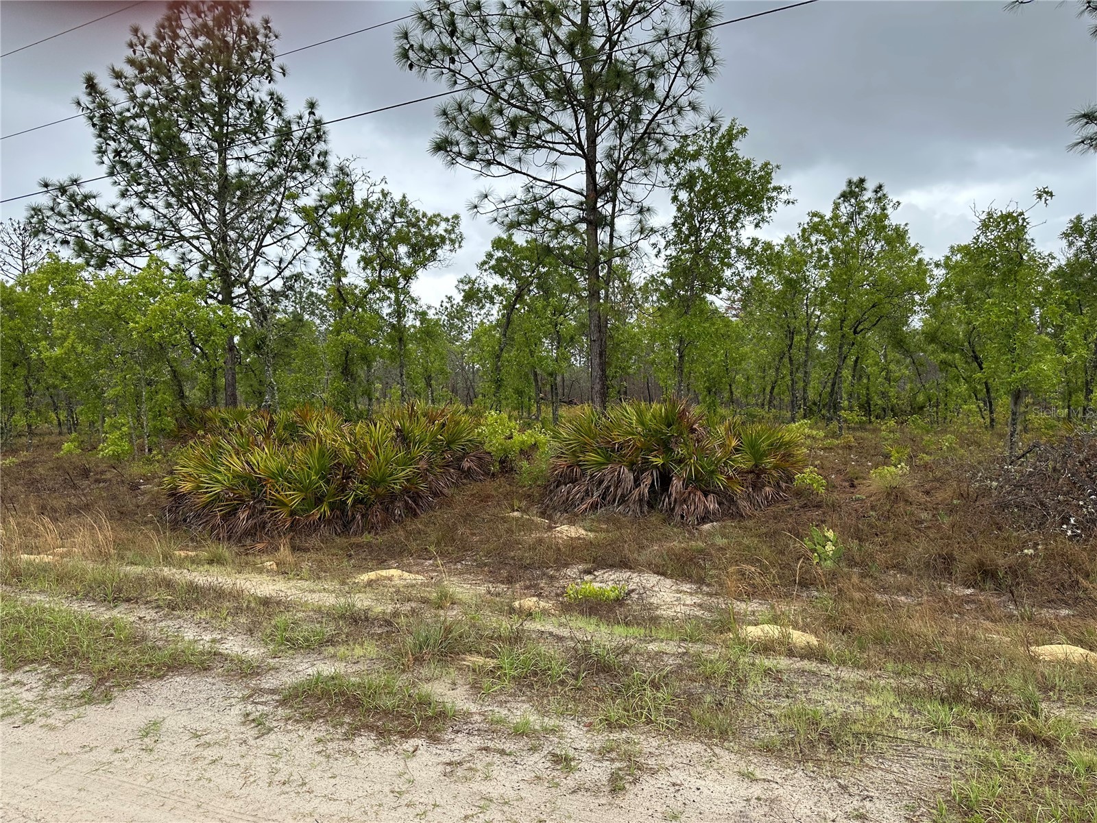 Sw 95th Pl Dunnellon FL 34432 OM722706 image4