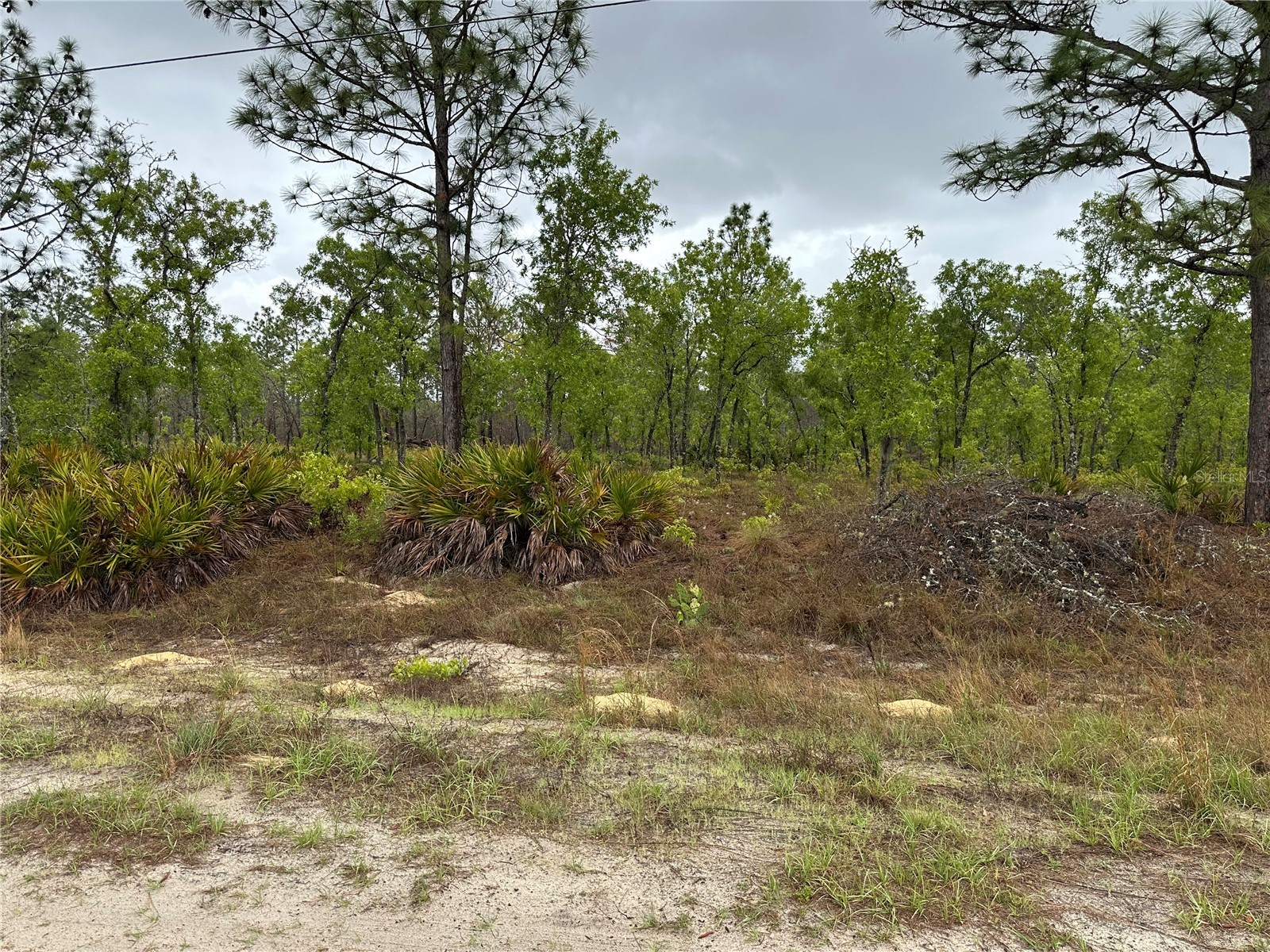 Sw 95th Pl Dunnellon FL 34432 OM722706 image5