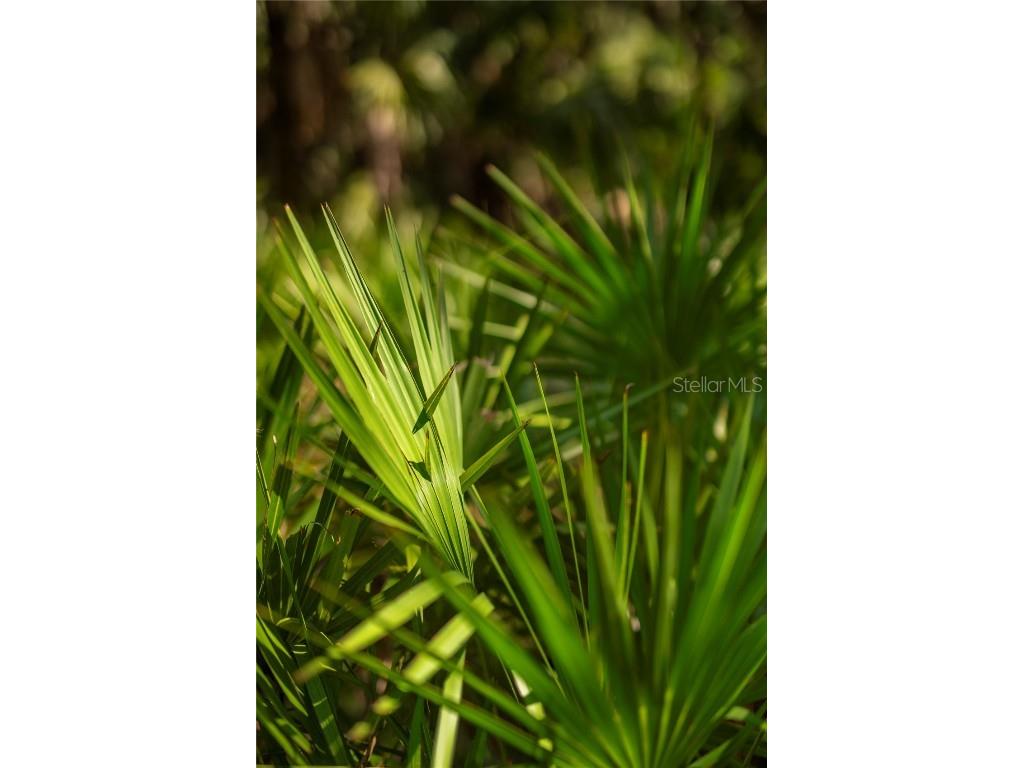 SW Addison Avenue #A Arcadia FL 34266 - PEACE RIVER C7498337 image4