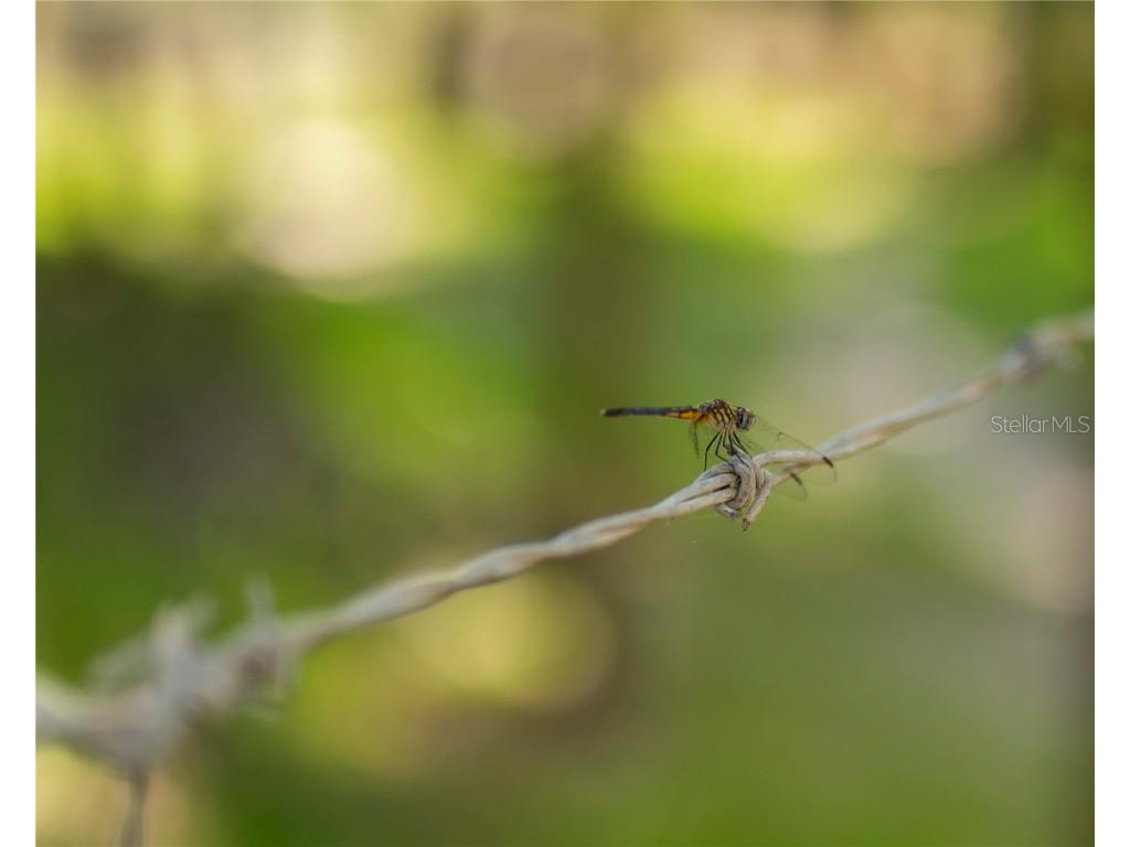 SW Addison Avenue #A Arcadia FL 34266 - PEACE RIVER C7498337 image8