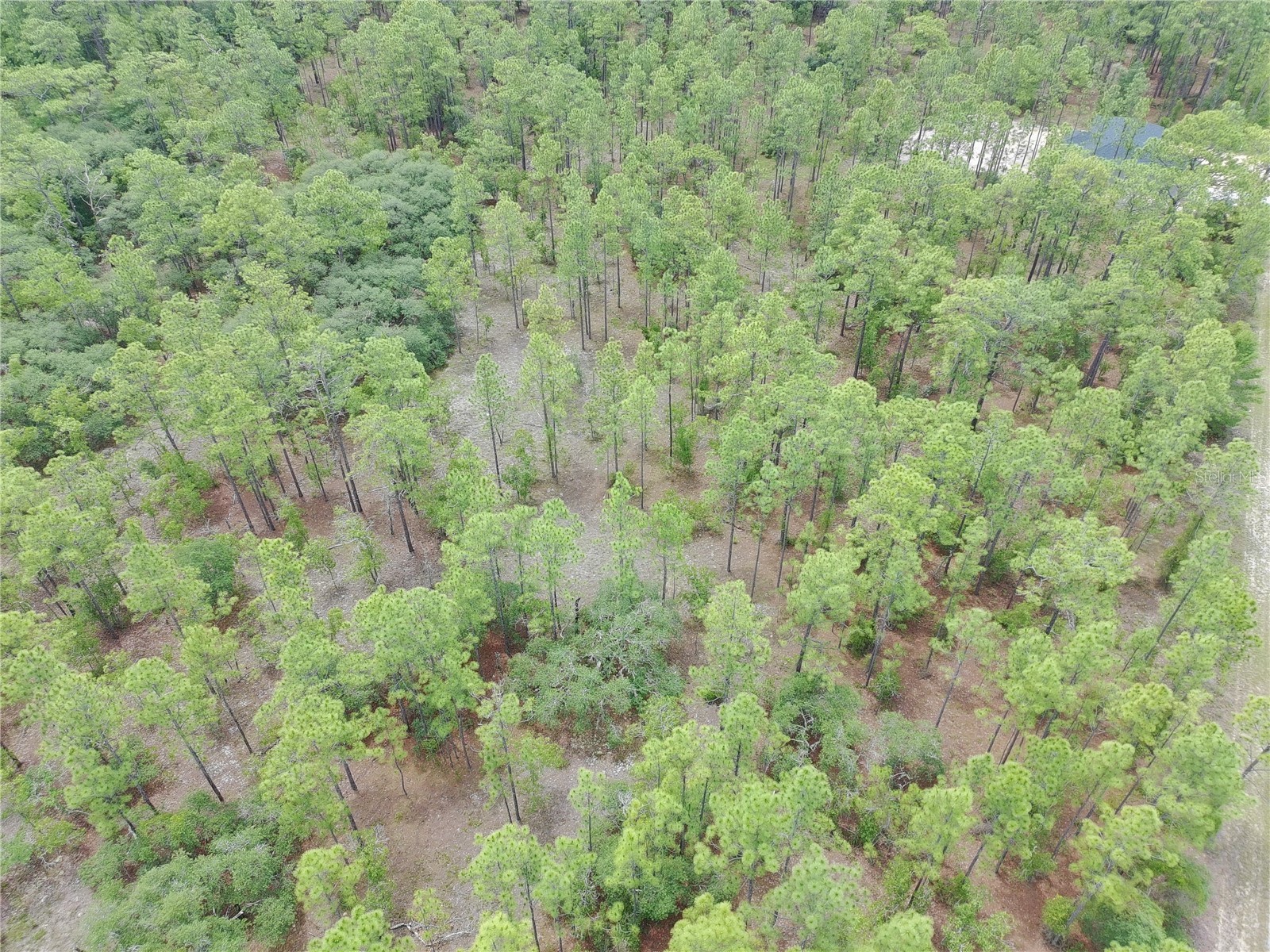 SW Buena Vista Road Dunnellon FL 34431 S5151074 image5