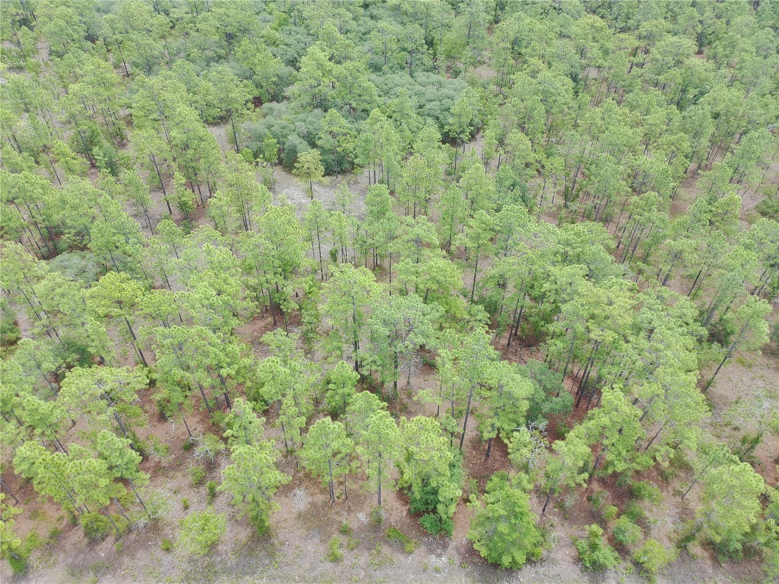 SW Buena Vista Road Dunnellon FL 34431 S5151074 image6