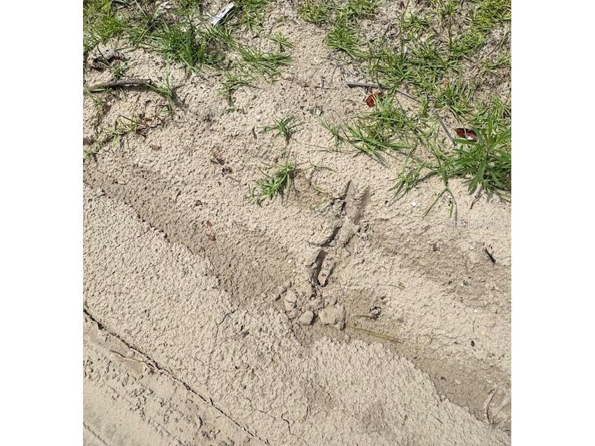 SW Coles Court Fort White FL 32038 G5101028 image10