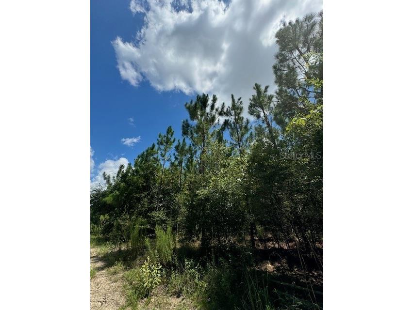 SW Coles Court Fort White FL 32038 G5101028 image12