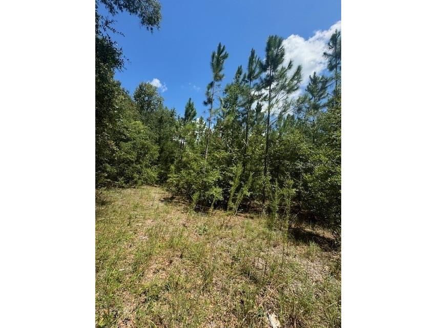 SW Coles Court Fort White FL 32038 G5101028 image17