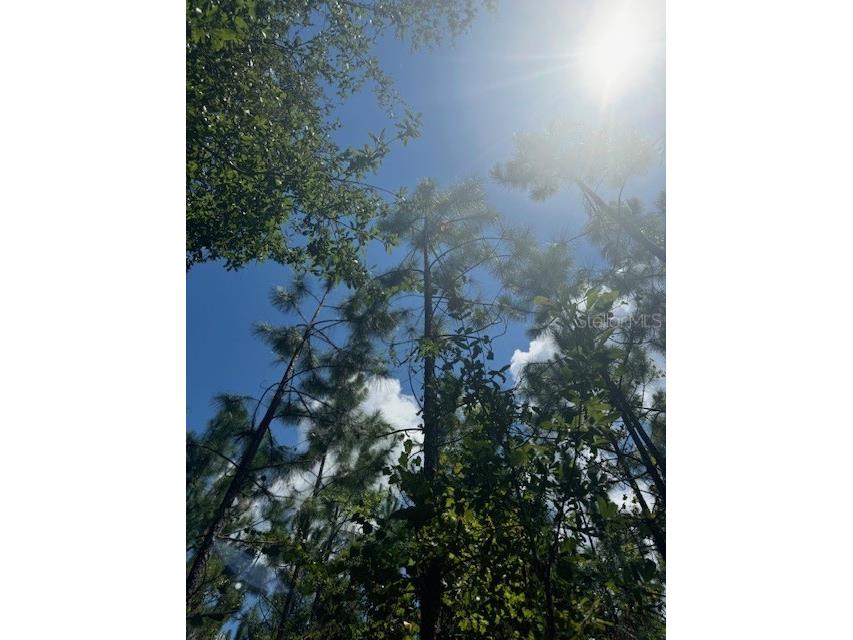 SW Coles Court Fort White FL 32038 G5101028 image18