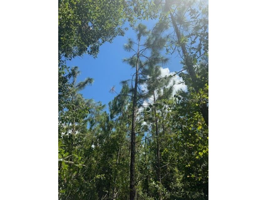 SW Coles Court Fort White FL 32038 G5101028 image19