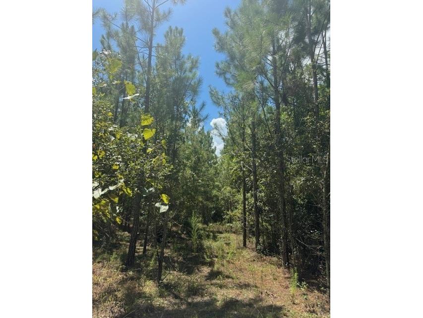 SW Coles Court Fort White FL 32038 G5101028 image20