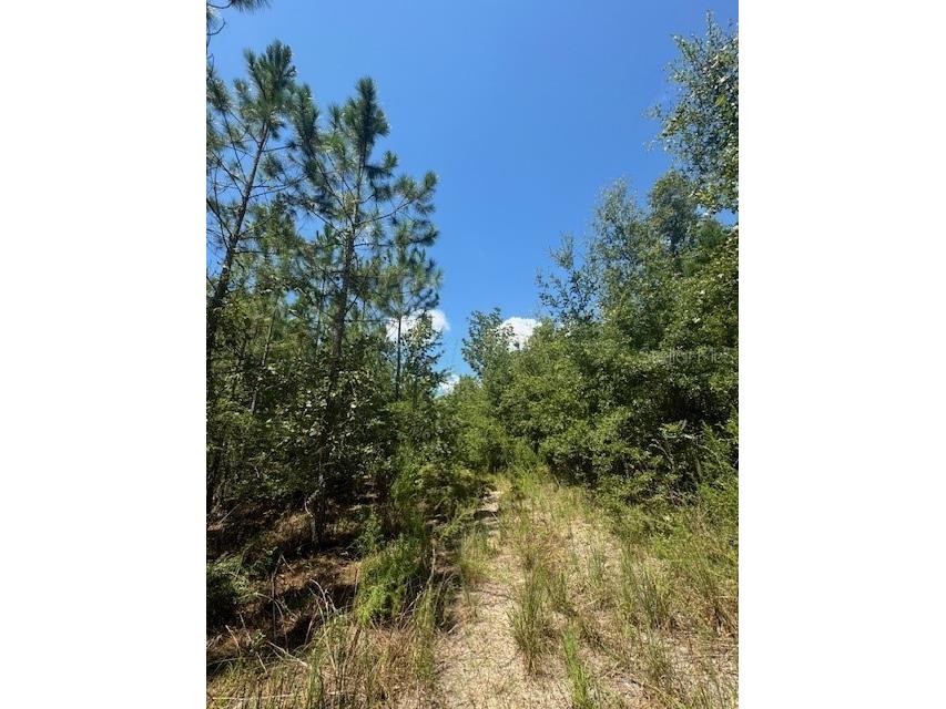 SW Coles Court Fort White FL 32038 G5101028 image21