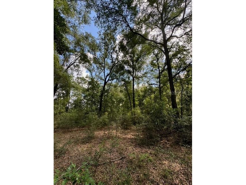 SW Coles Court Fort White FL 32038 G5101074 image13