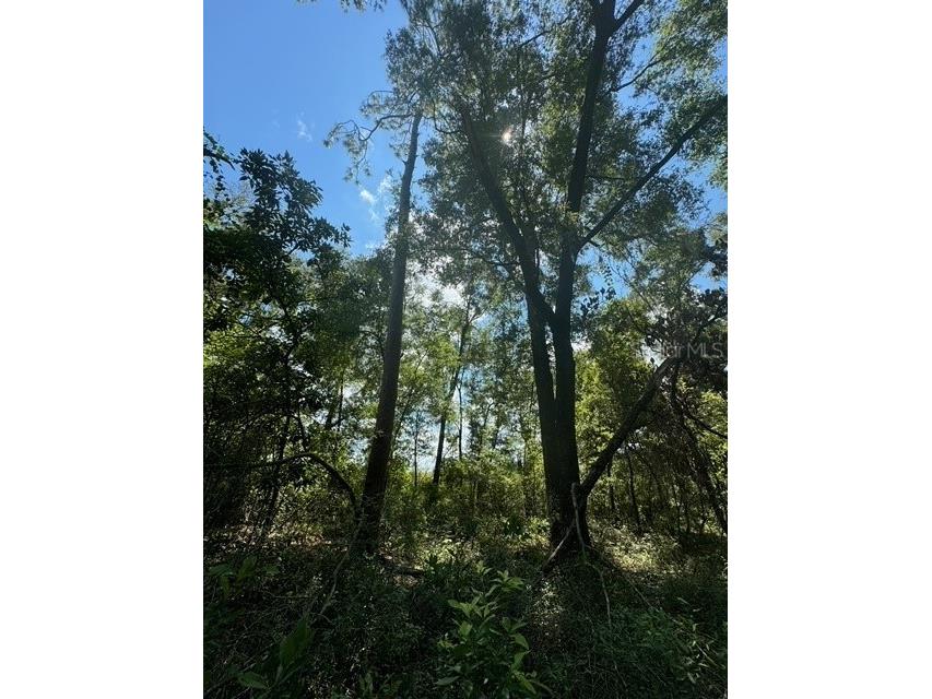 SW Coles Court Fort White FL 32038 G5101074 image17