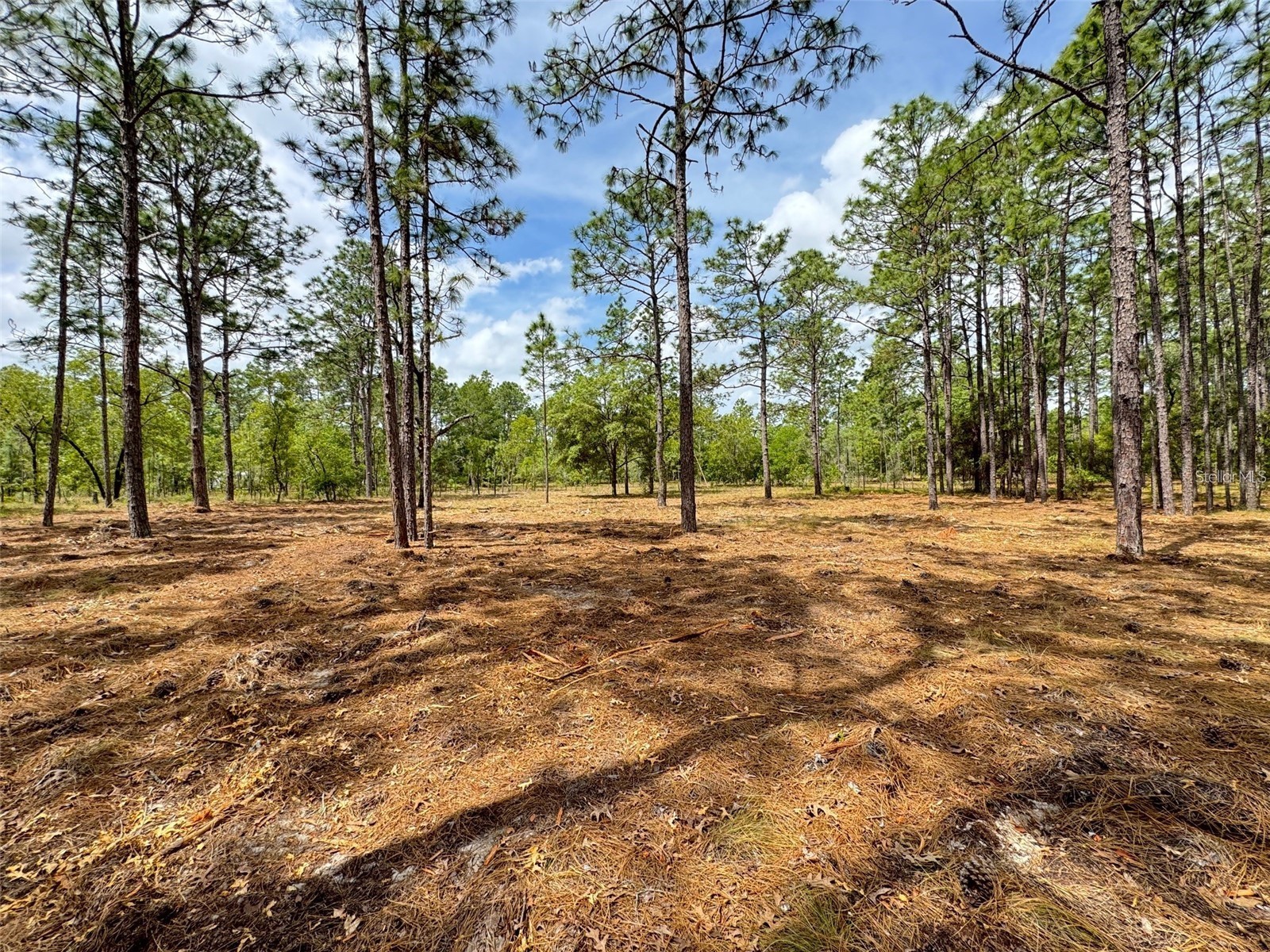 SW Deerpark Heights Road Dunnellon FL 34431 G5113534 image6