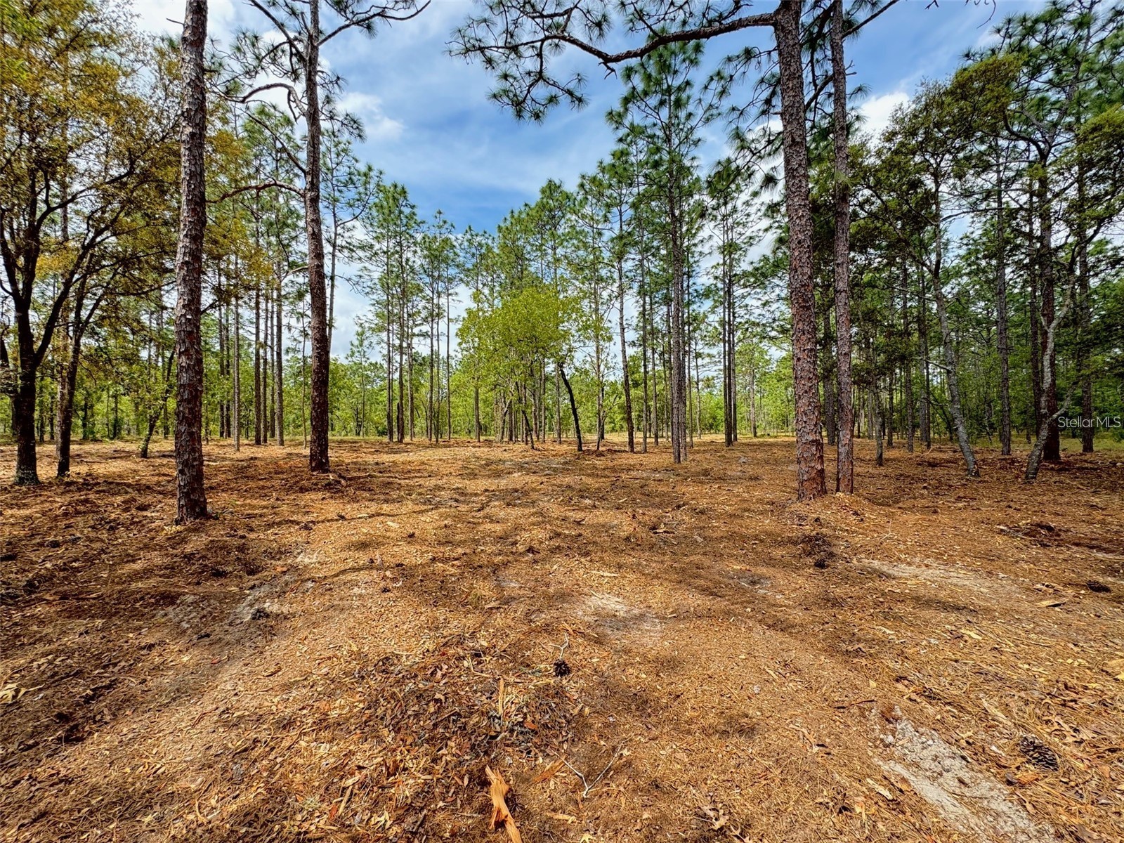 SW Deerpark Heights Road Dunnellon FL 34431 G5113534 image7