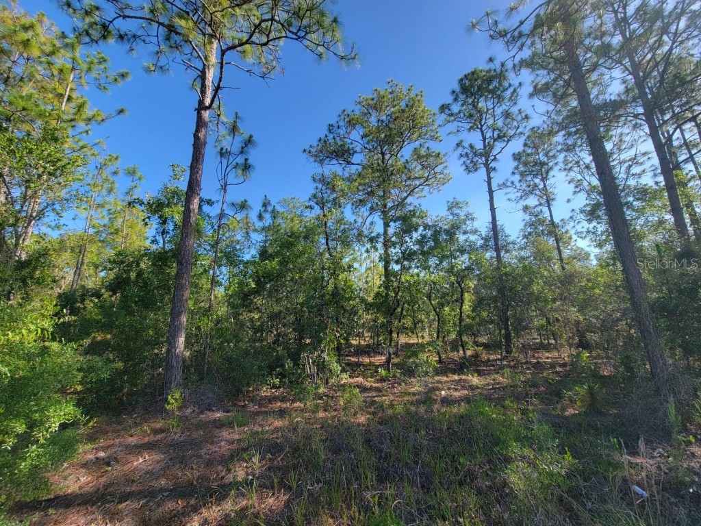 SW Edgewater Dunnellon FL 34431 OM703539 image2