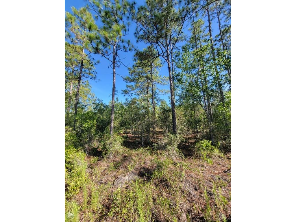 SW Edgewater Dunnellon FL 34431 OM703539 image3