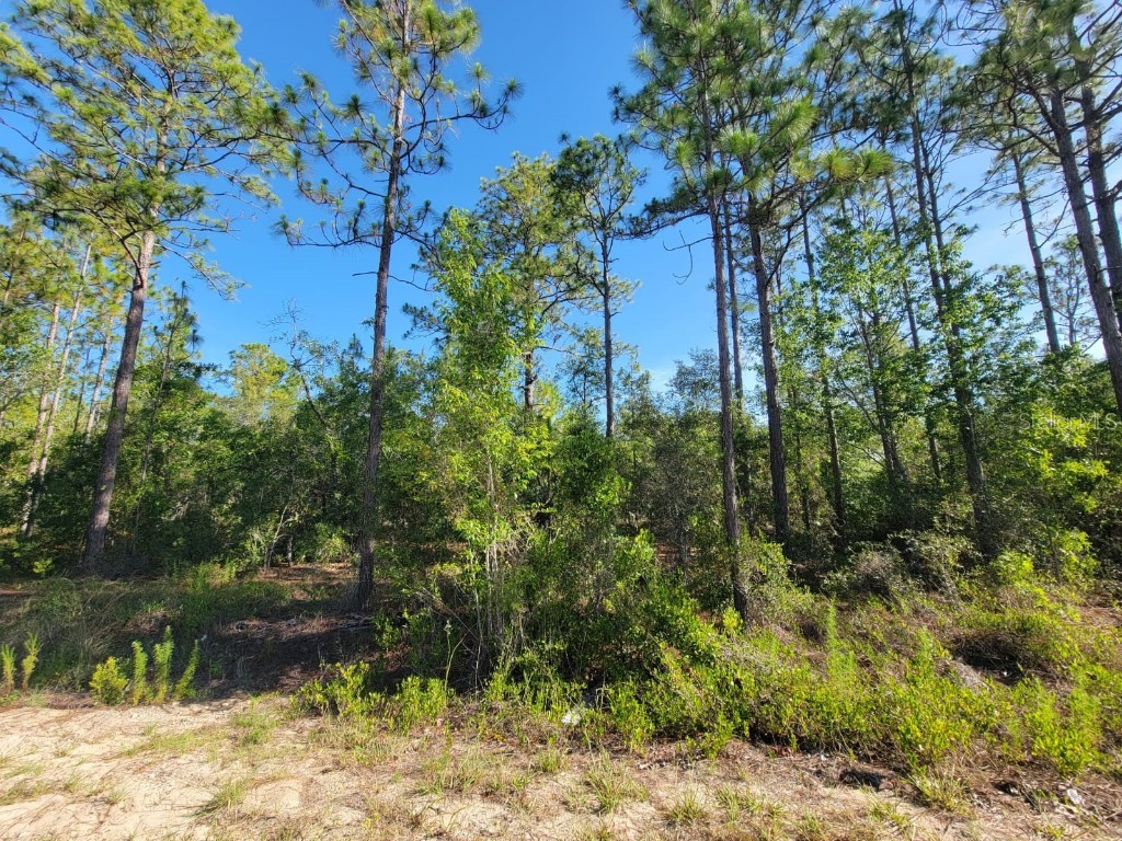 SW Edgewater Dunnellon FL 34431 OM703539 image4