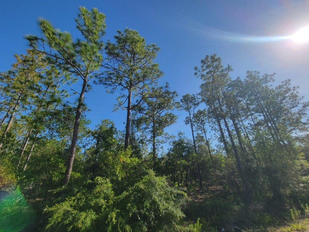 SW Edgewater Dunnellon FL 34431 OM703539 image5