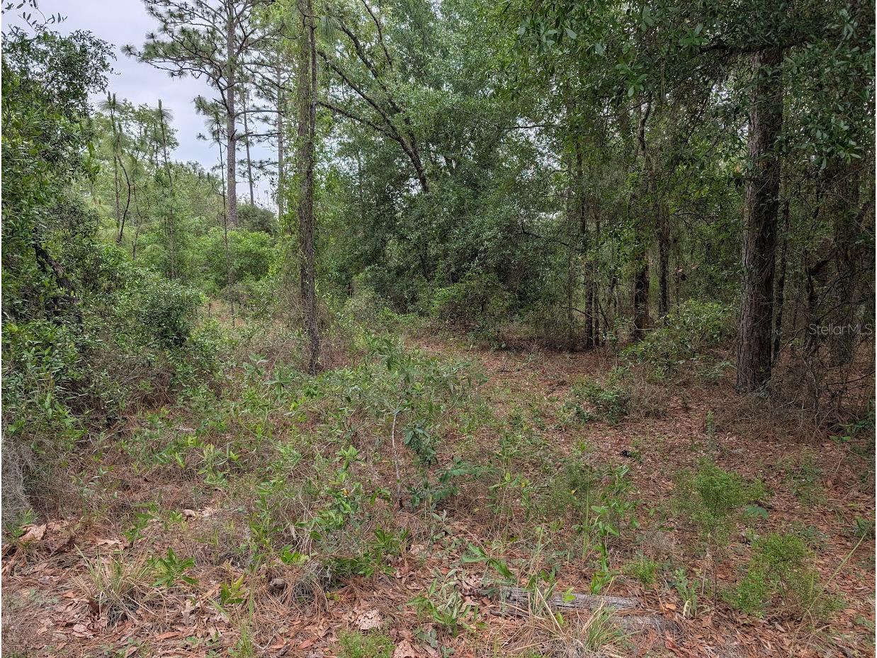 SW Half Moon Drive Dunnellon FL 34431 OM725301 image6