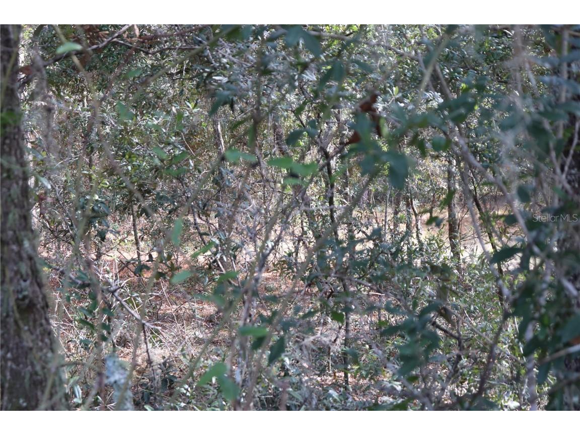 SW Hillcrest Avenue Dunnellon FL 34431 OM689423 image1