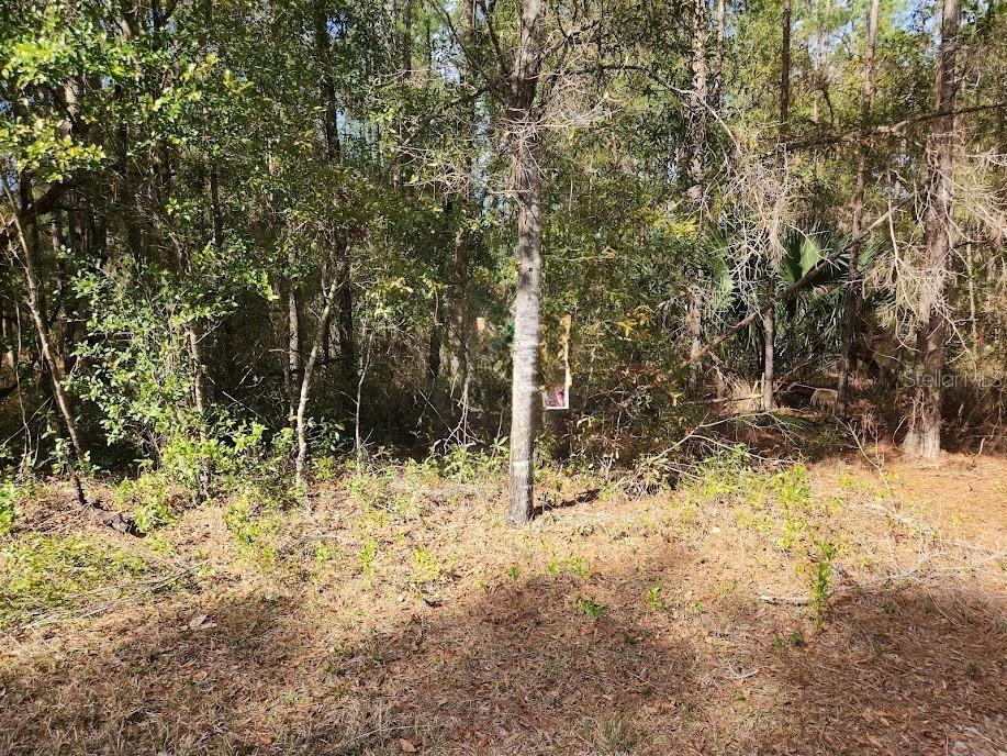 SW Rainbow Lakes Boulevard Dunnellon FL 34432 OM695244 image1