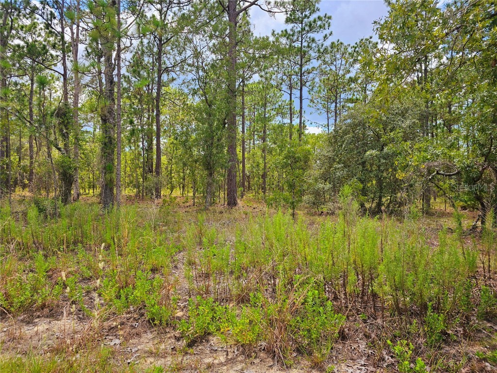 SW Winding Hills Dunnellon FL 34431 OM661426 image1