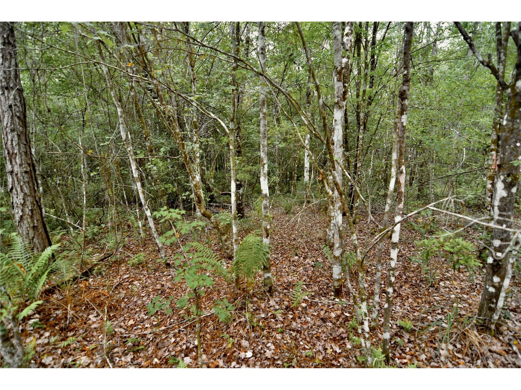 Sweet Gum Road Glen Saint Mary FL 32040 OM725868 image10