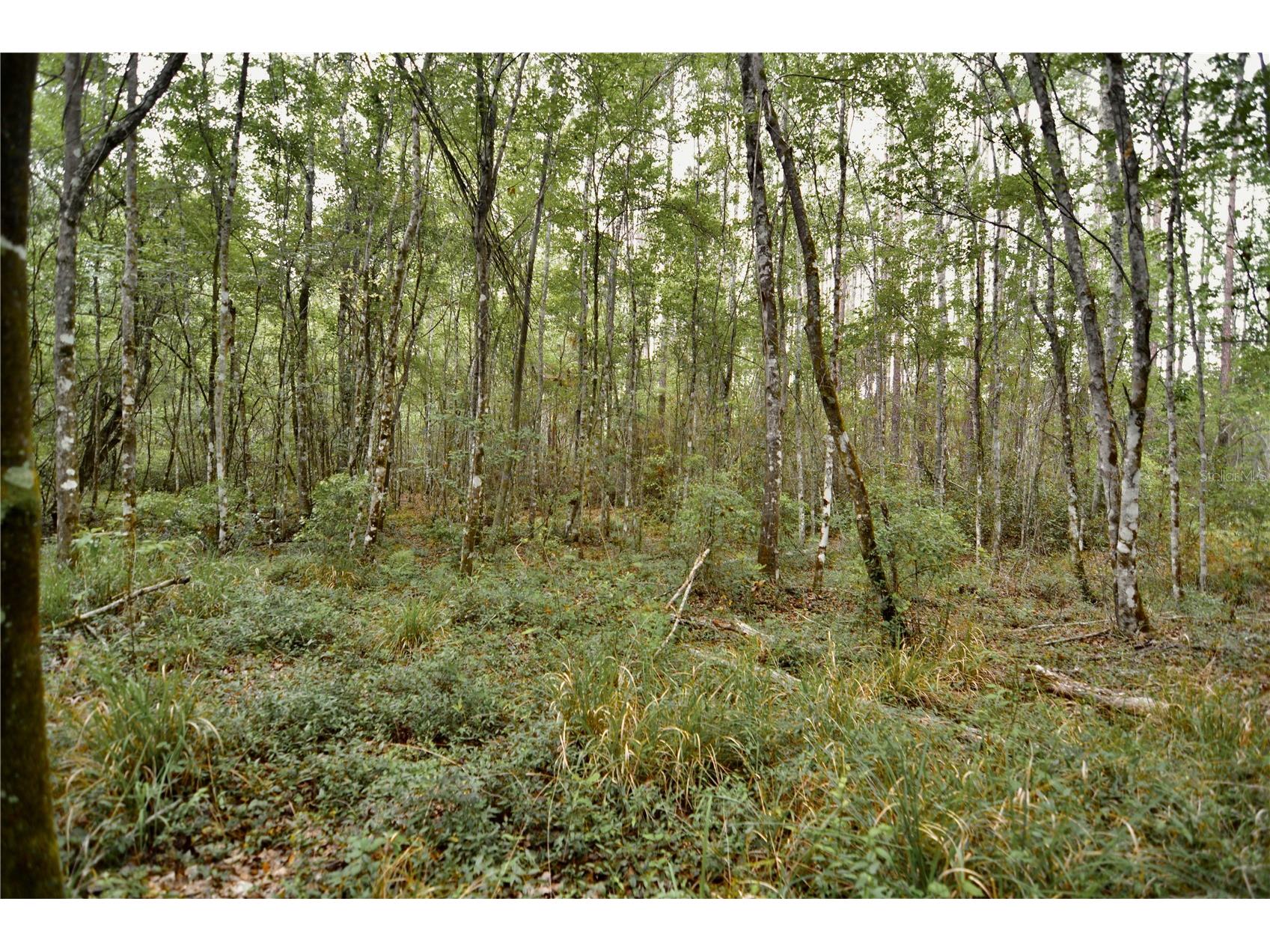 Sweet Gum Road Glen Saint Mary FL 32040 OM725868 image11