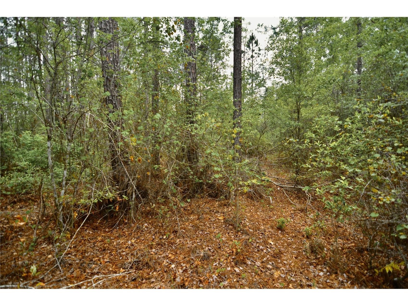 Sweet Gum Road Glen Saint Mary FL 32040 OM725868 image12