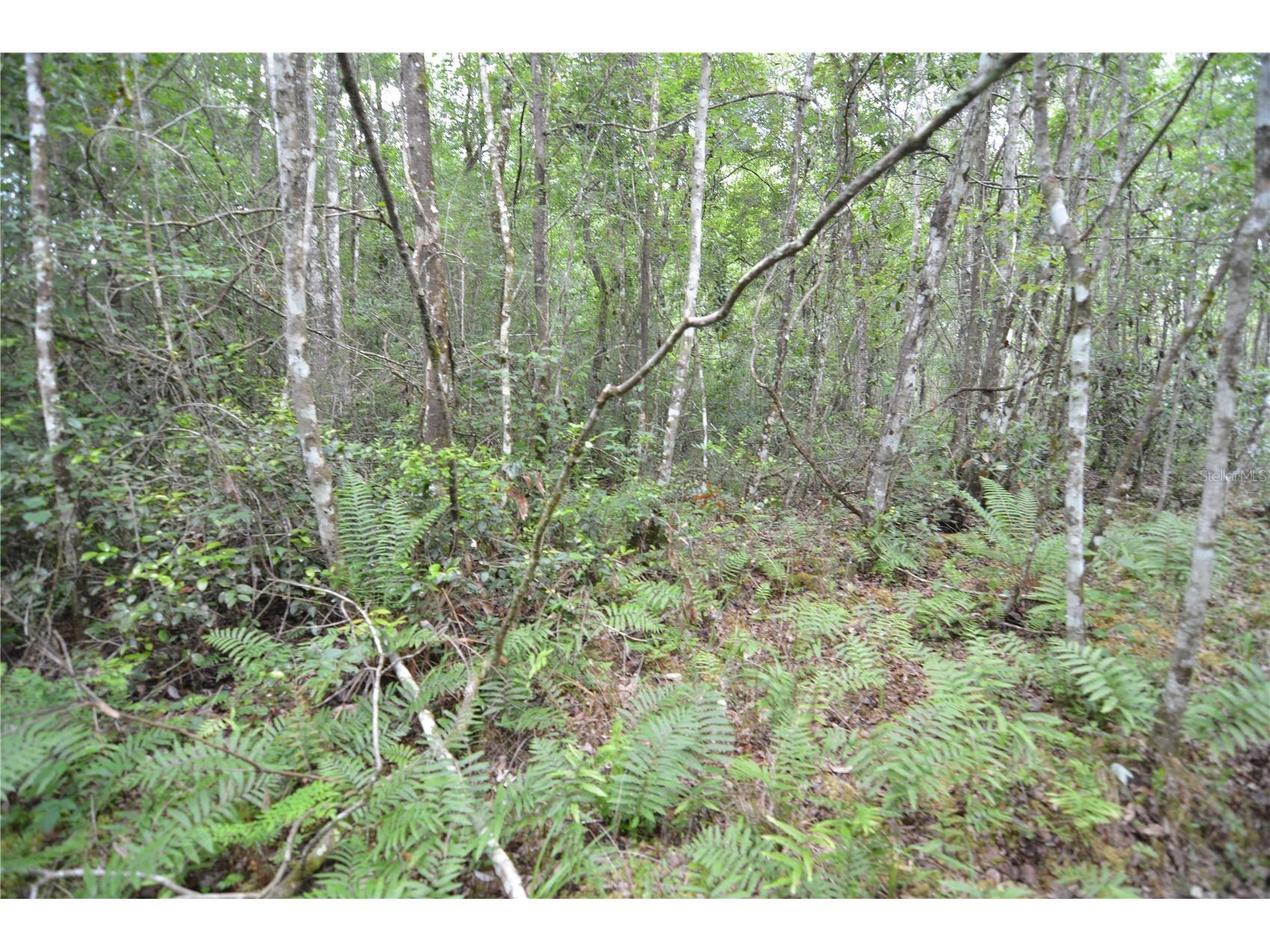 Sweet Gum Road Glen Saint Mary FL 32040 OM725868 image13