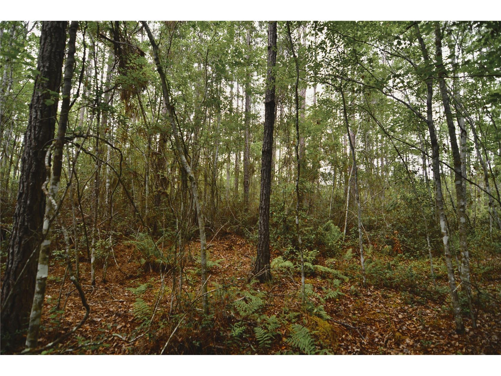 Sweet Gum Road Glen Saint Mary FL 32040 OM725868 image14