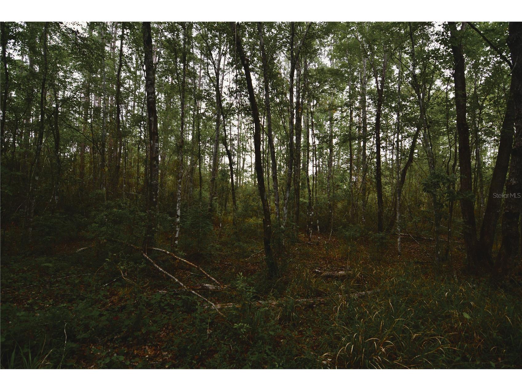Sweet Gum Road Glen Saint Mary FL 32040 OM725868 image17