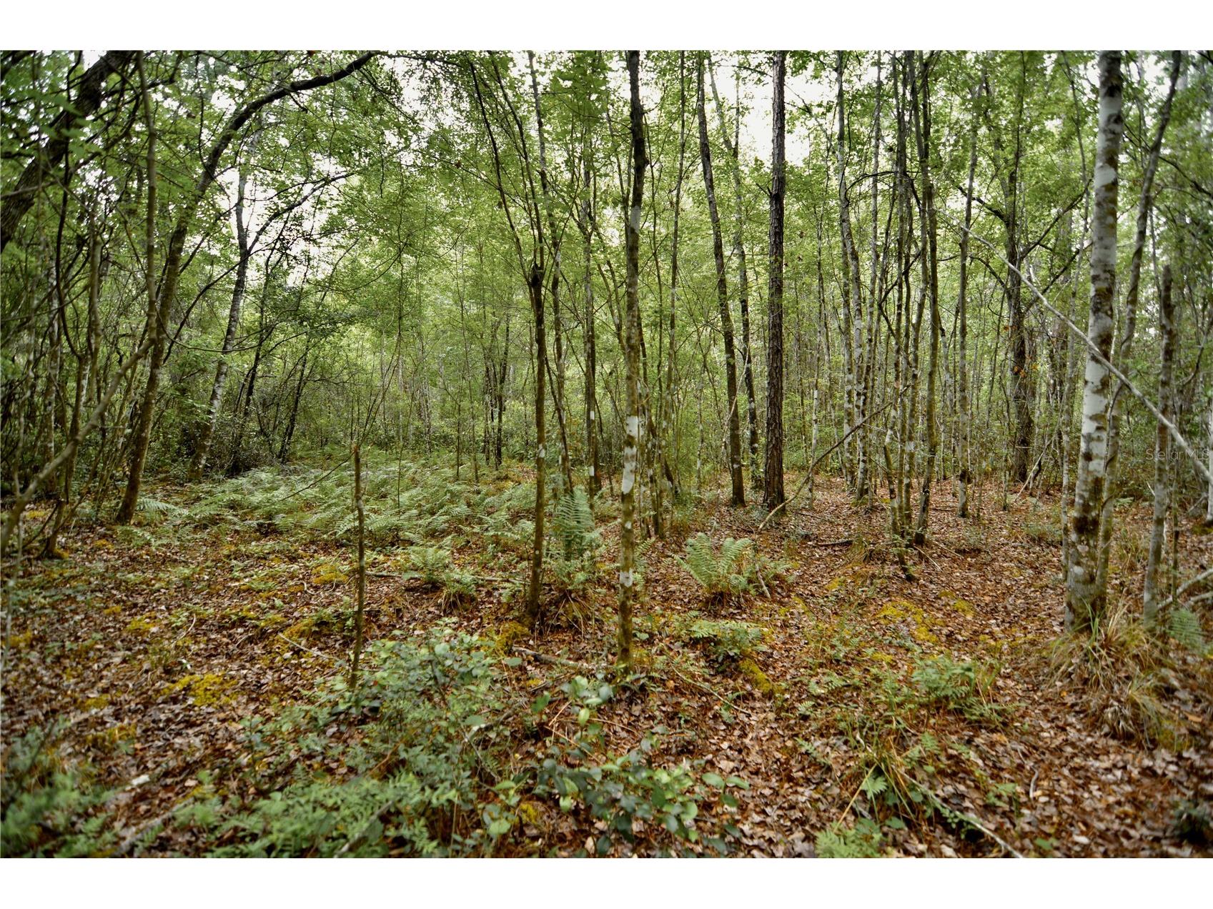 Sweet Gum Road Glen Saint Mary FL 32040 OM725868 image21