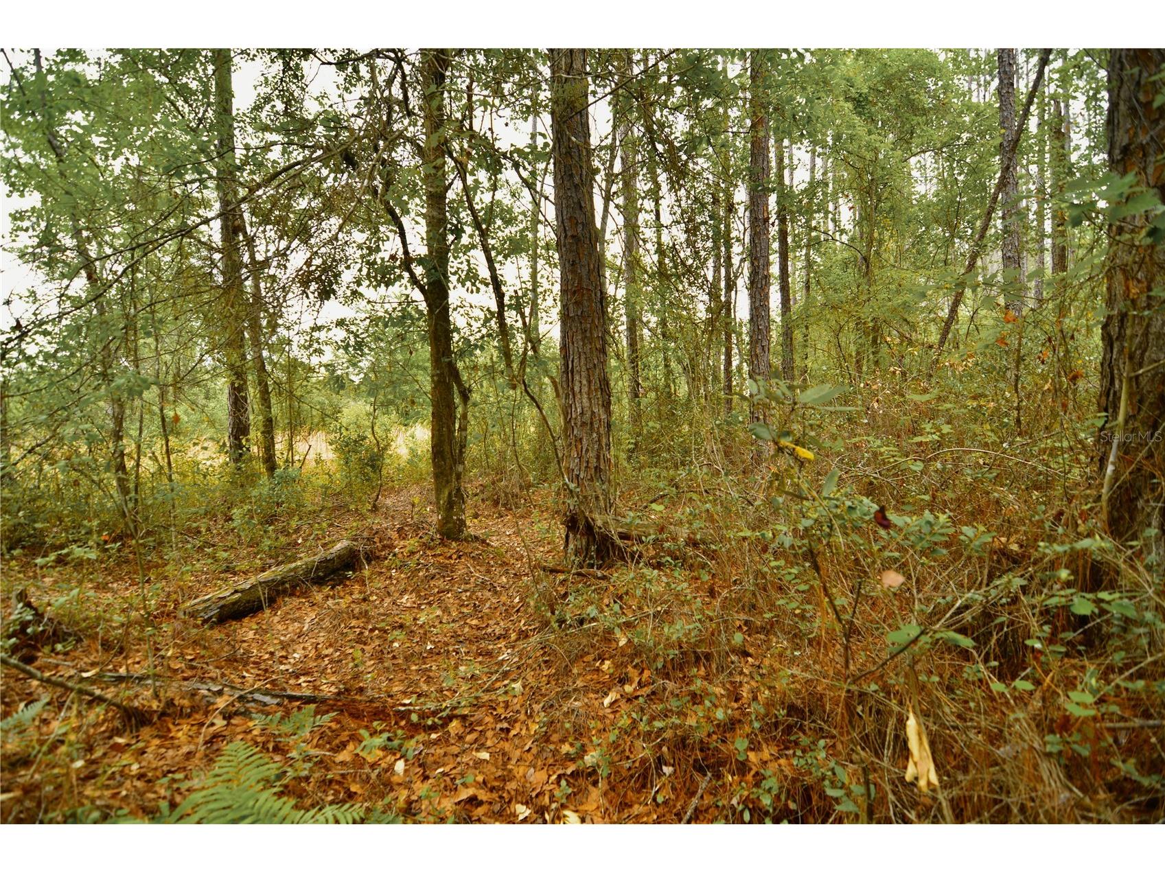 Sweet Gum Road Glen Saint Mary FL 32040 OM725868 image23