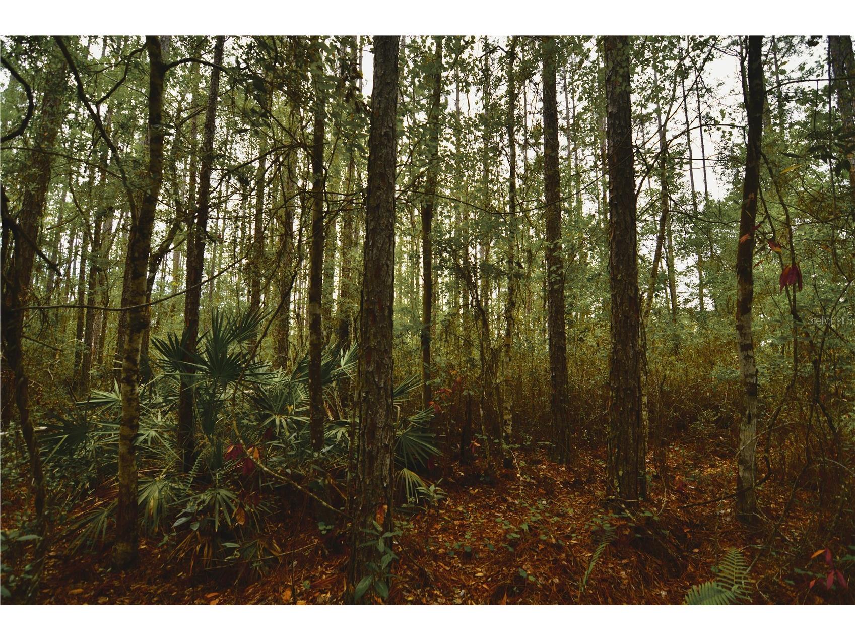 Sweet Gum Road Glen Saint Mary FL 32040 OM725868 image24