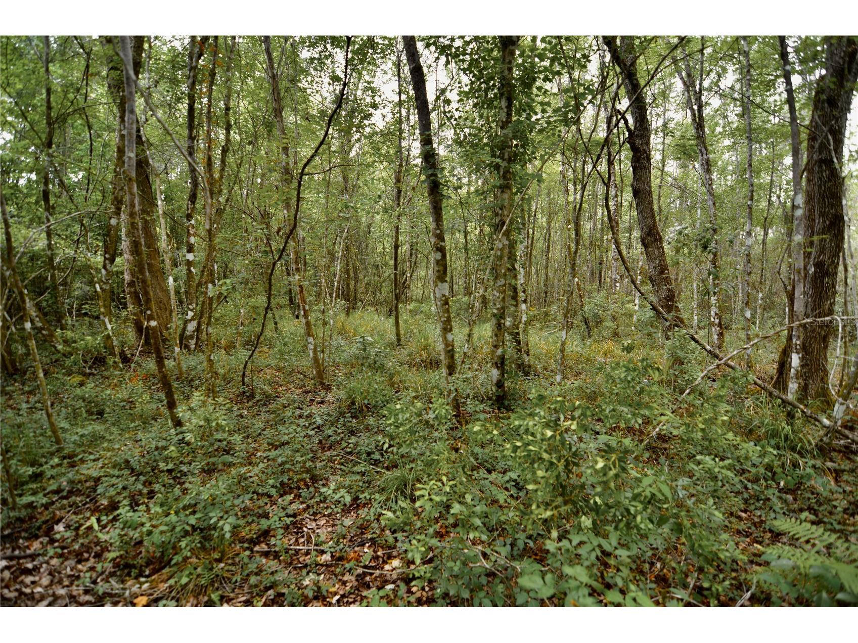 Sweet Gum Road Glen Saint Mary FL 32040 OM725868 image26