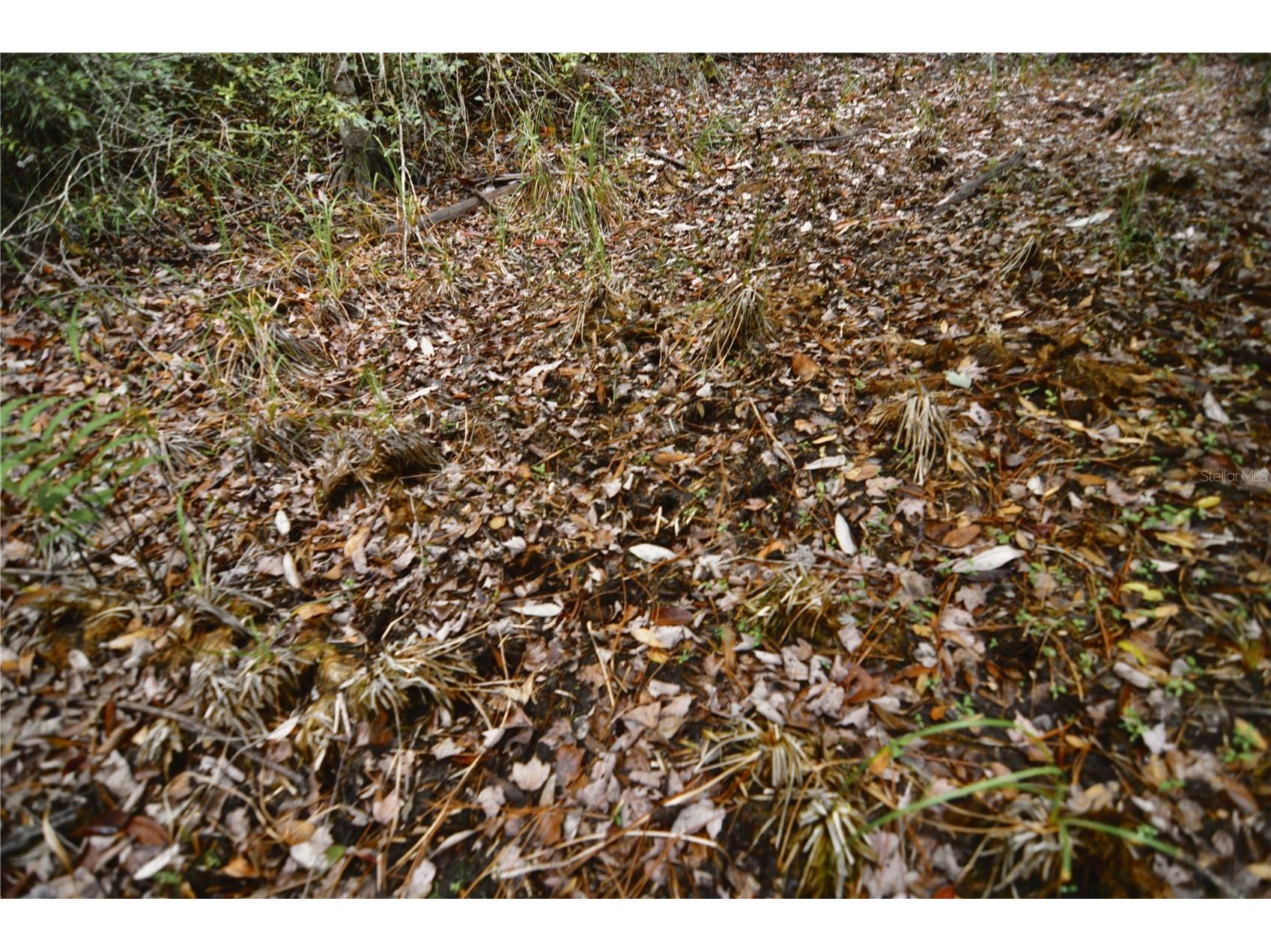Sweet Gum Road Glen Saint Mary FL 32040 OM725868 image27