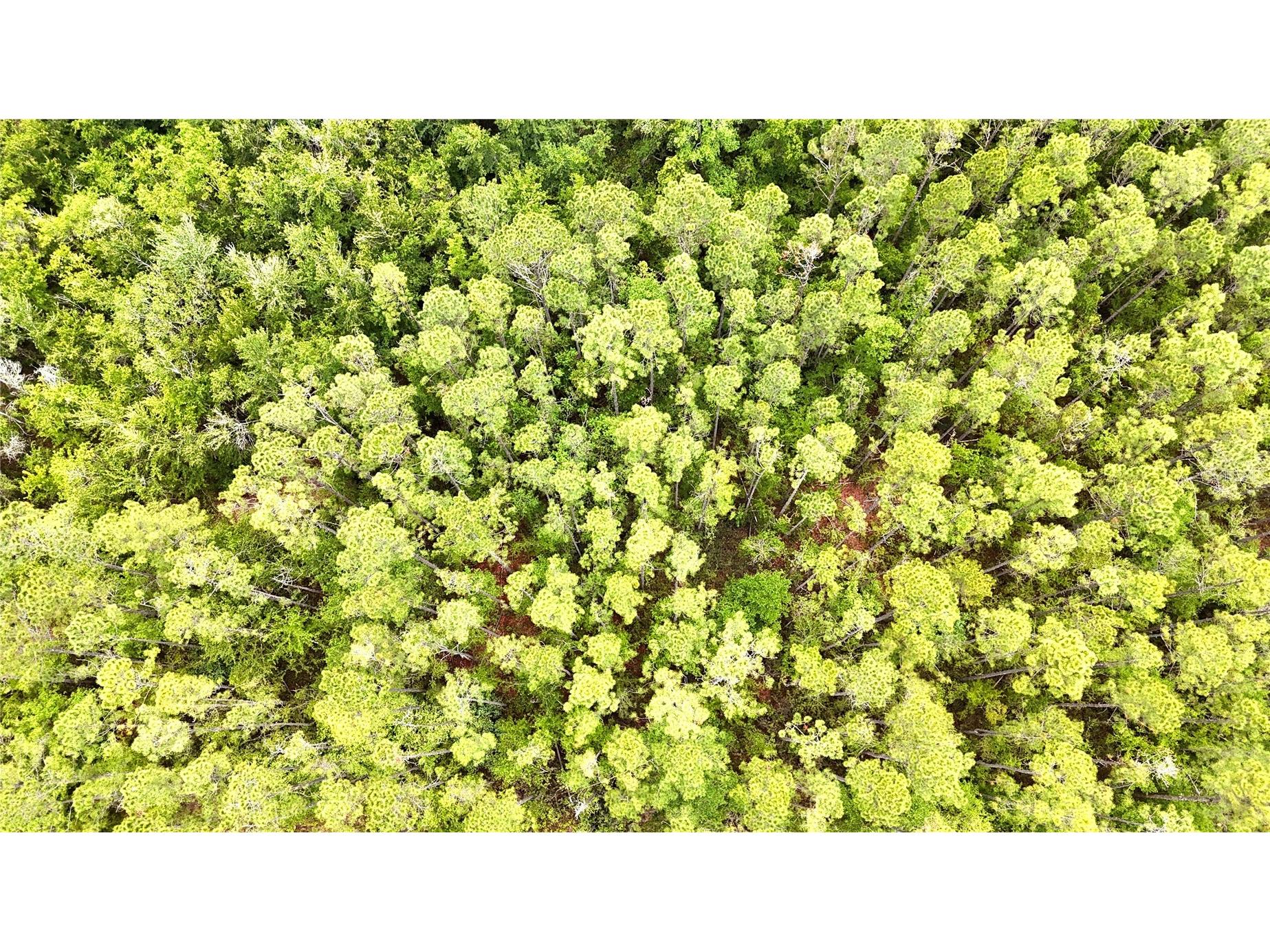 Sweet Gum Road Glen Saint Mary FL 32040 OM725868 image3