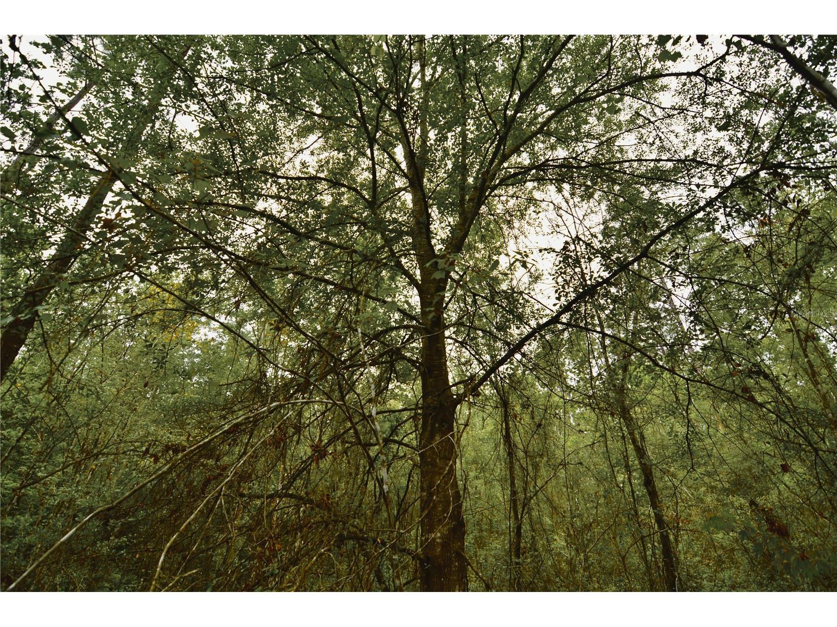 Sweet Gum Road Glen Saint Mary FL 32040 OM725868 image30